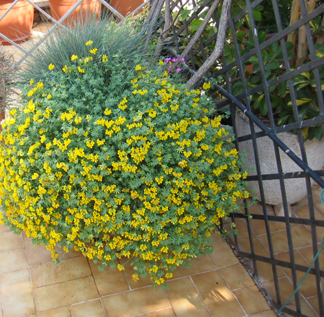 lotus_cornicolatusIMG_0153.jpg