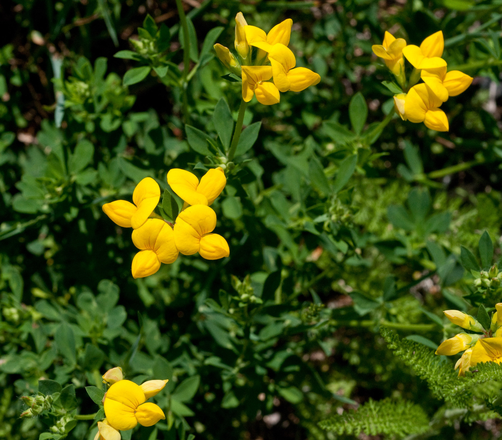 Lotus_corniculatus-E046B5BC3A.jpg