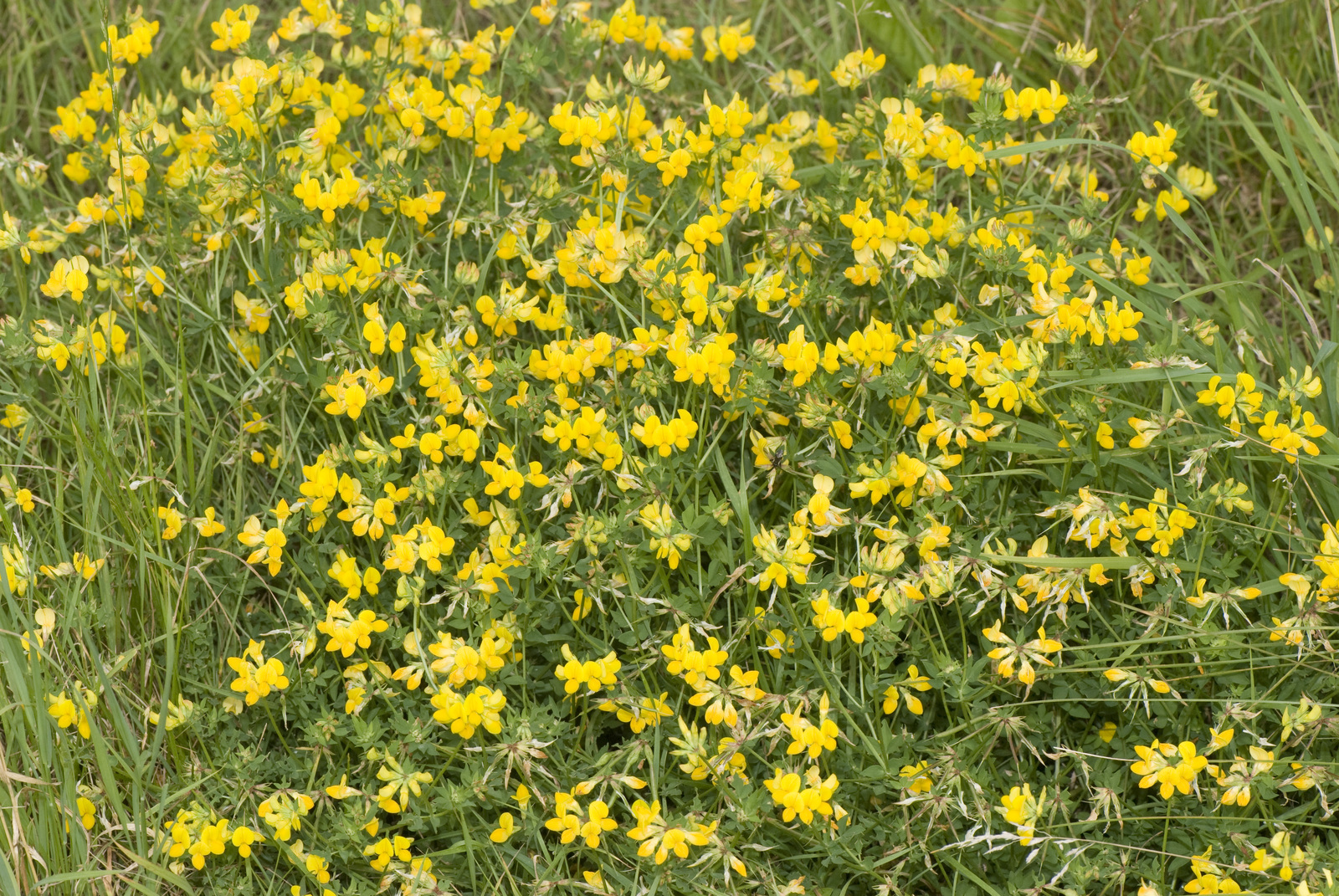 Lotus_corniculatus_bonneil_02_02082007_1.jpg