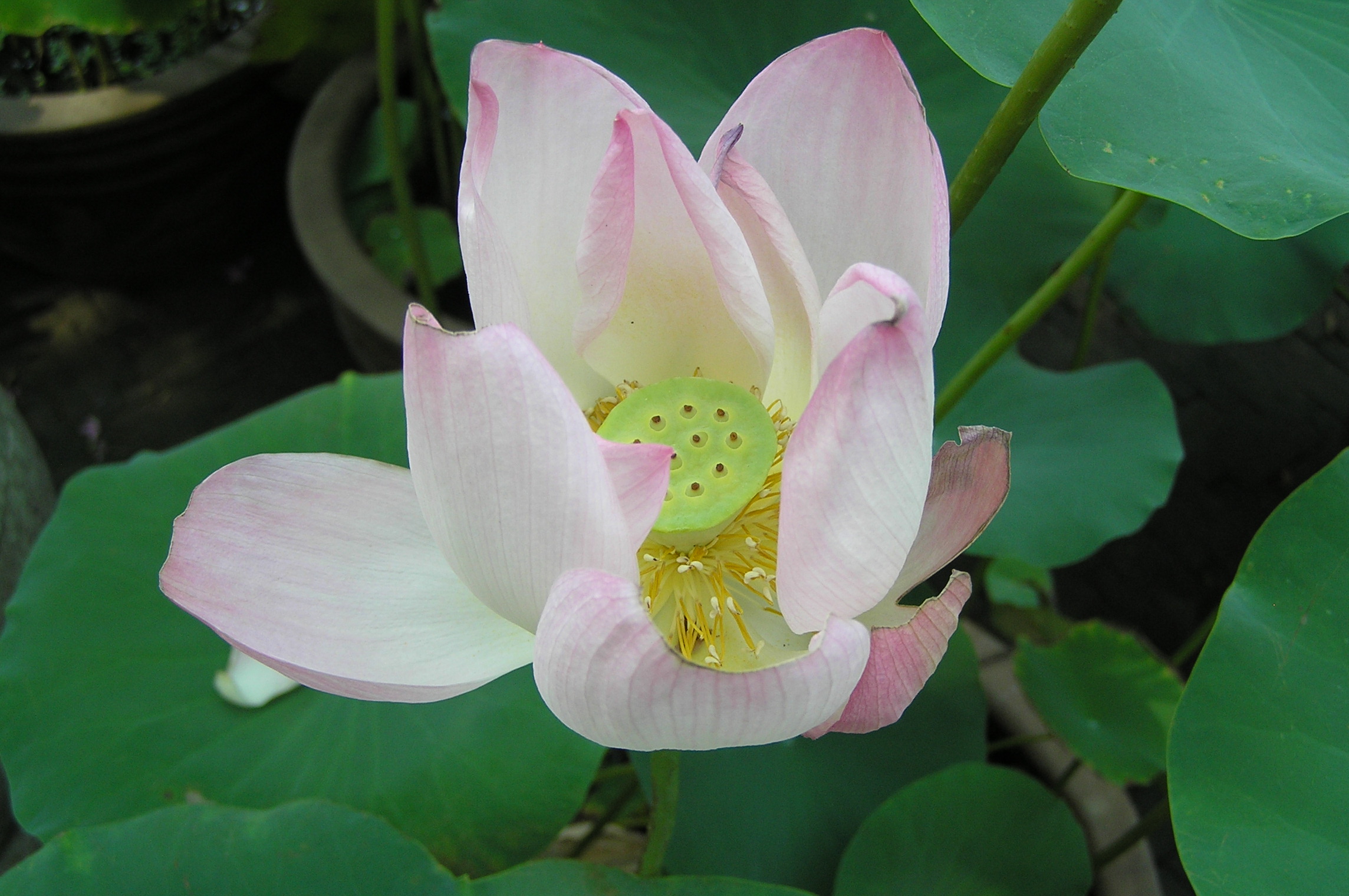 Lotus_flower_%28Suzhou%2C_China%29.jpg