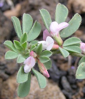lotus_glinoides2.jpg