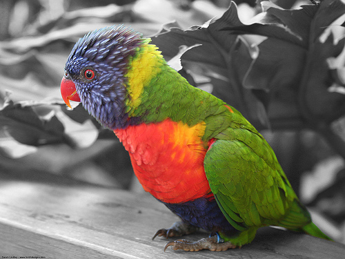 love-bird-3-colouers.jpg