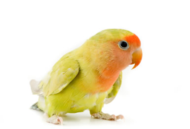 lovebird_pied_385x261.jpg