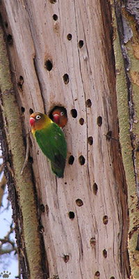 lovebirds.jpg