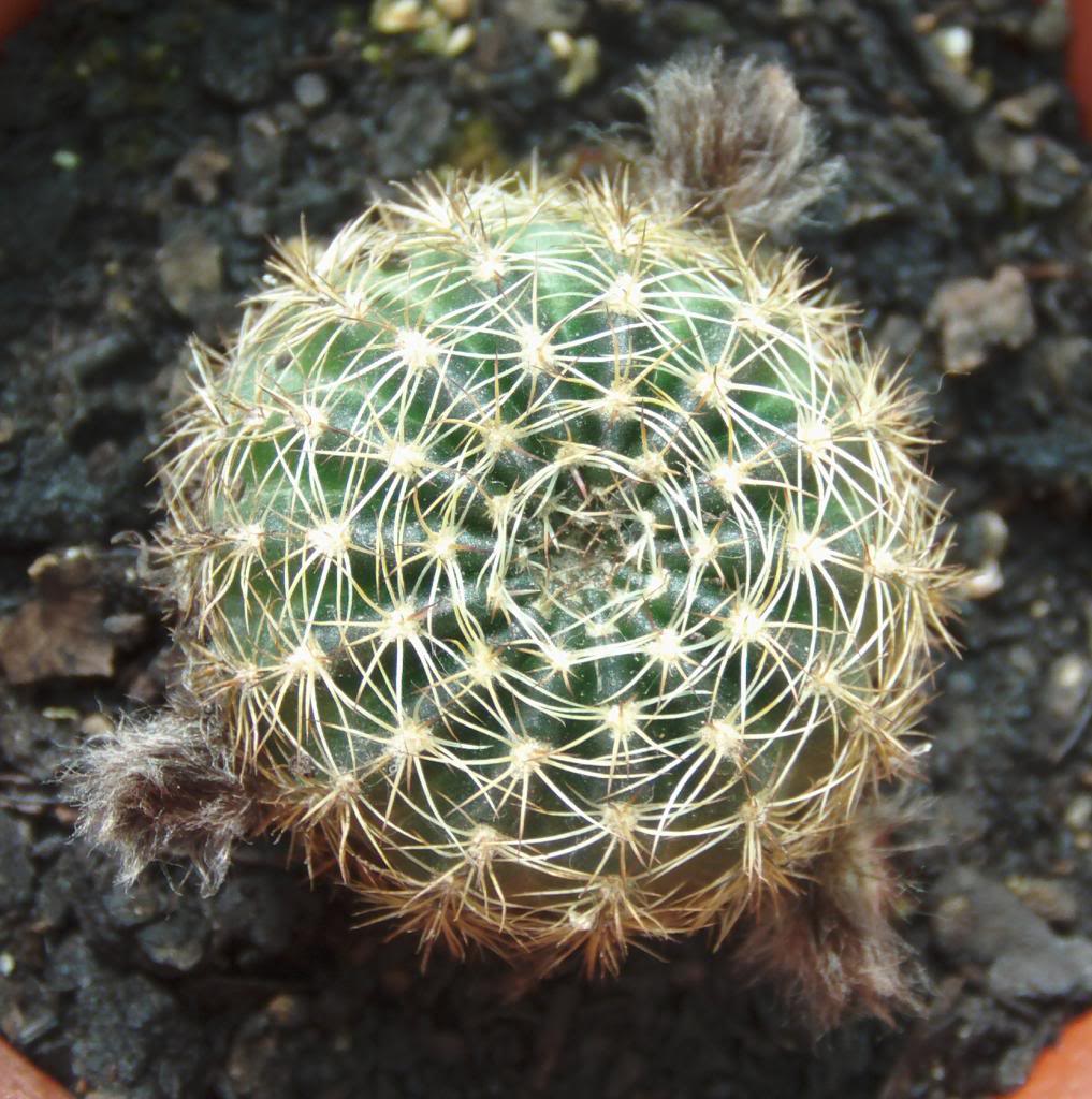 lovibiacapullosnegros_zpsa0618a6d.jpg