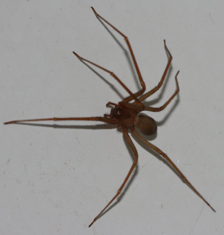 Loxosceles%20rufescens%20ag.jpg