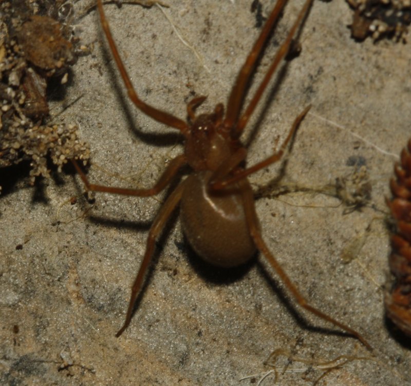 Loxosceles%20rufescens_4536.jpg