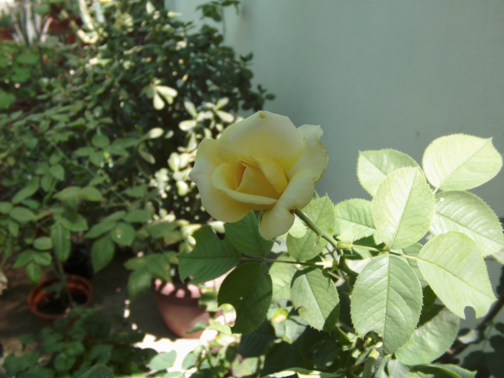 ltimabicolorporabrir.jpg