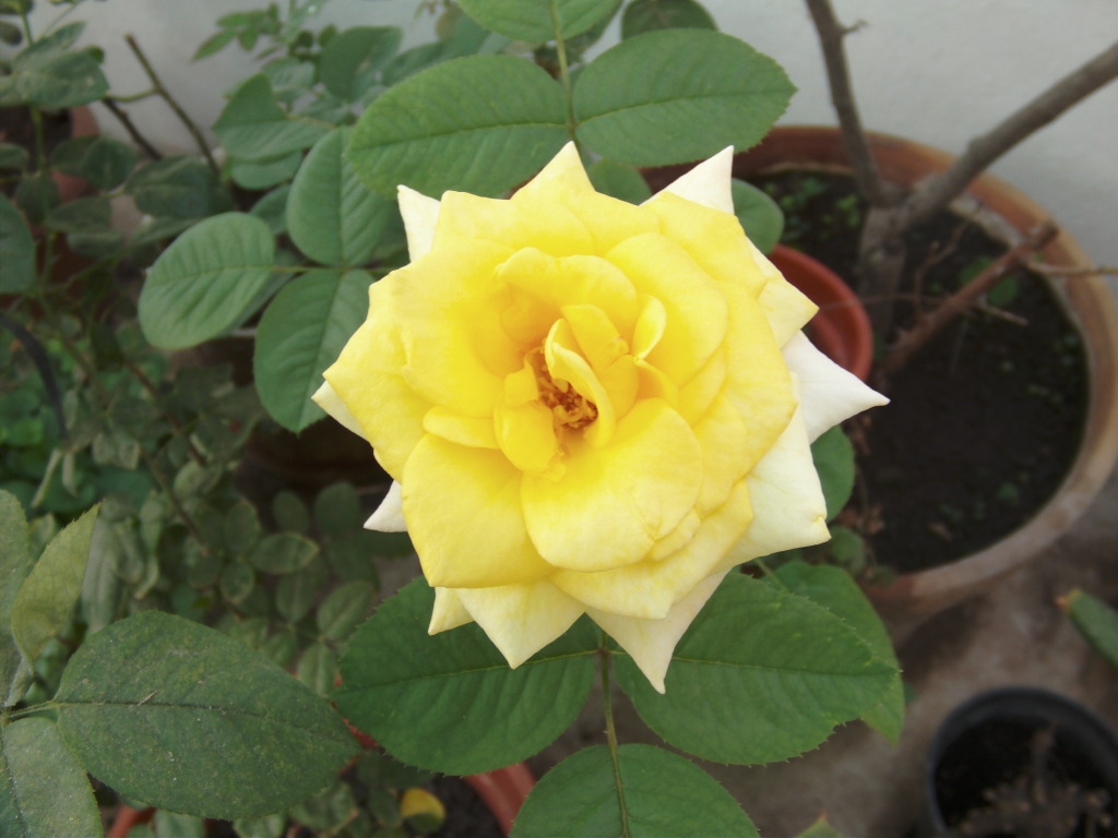 ltimafloracionrosabicolorcarmen_zpsf52c7eb9.jpg