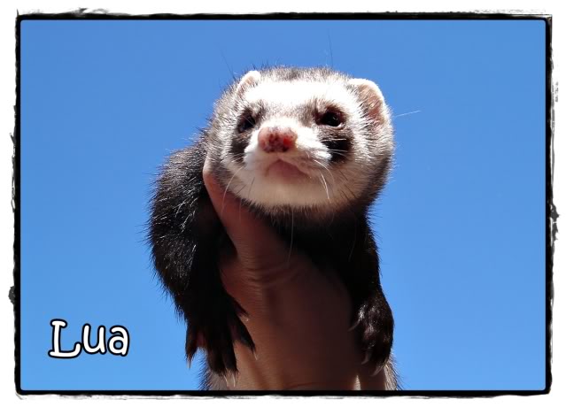 lua1.jpg