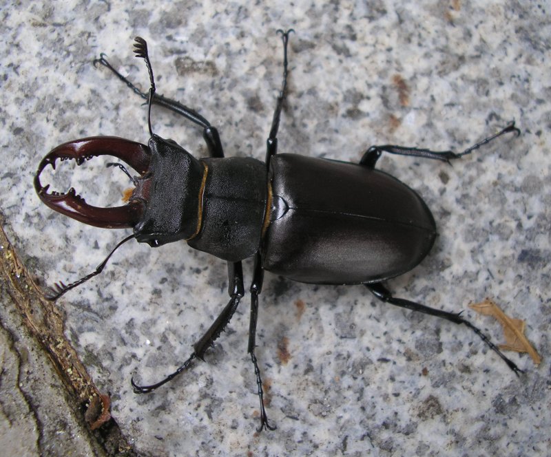 Lucanus%20cervus_10080.jpg