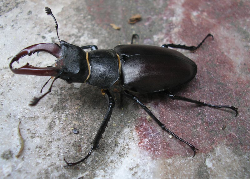 Lucanus%20cervus_10083.jpg