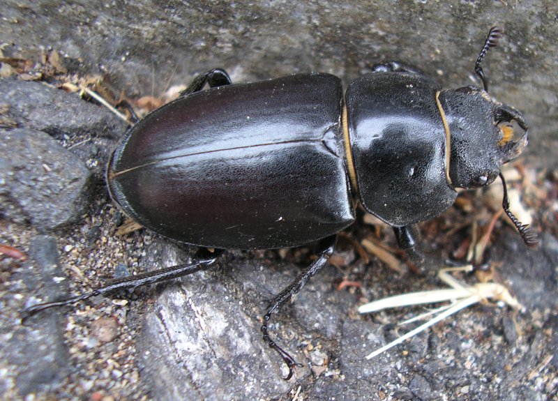 Lucanus%20cervus_10110.jpg