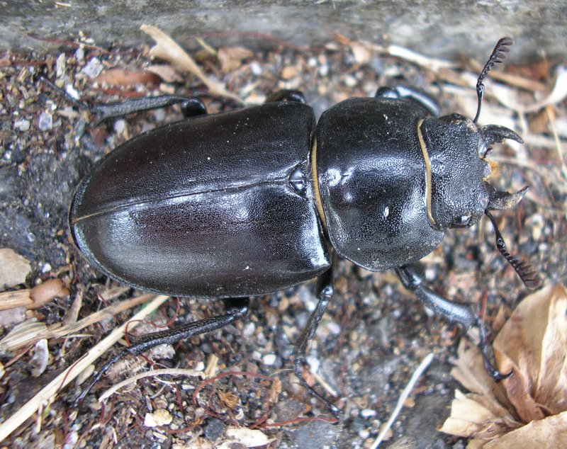 Lucanus%20cervus_10114.jpg