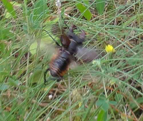 Lucanus%20cervus_4082.jpg