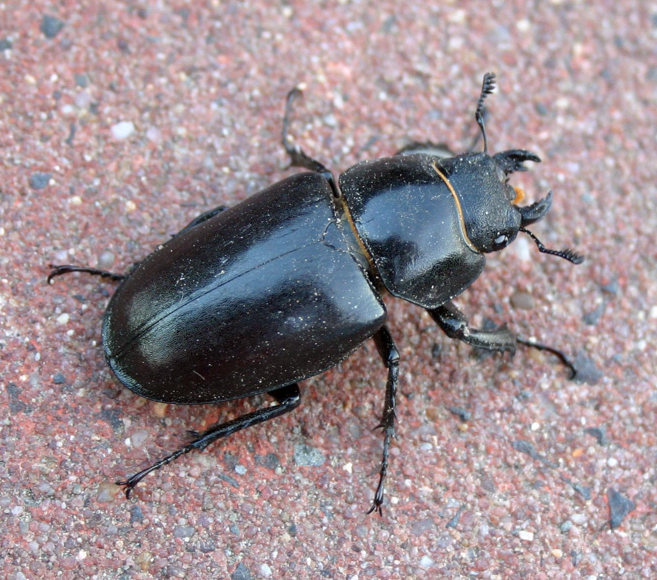 Lucanus-cervus-femininum-top.jpg