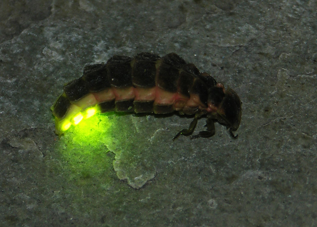 luciernaga-firefly-luz.jpg