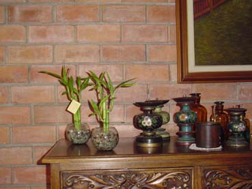Lucky%20Bamboo.jpg