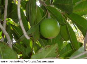 lucuma.jpg
