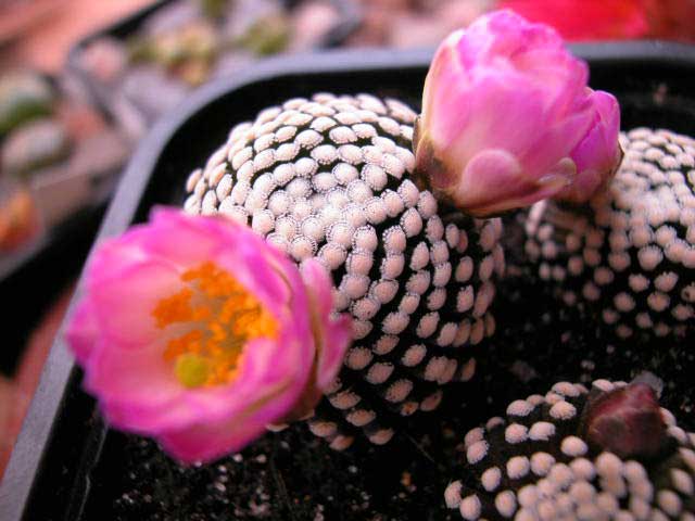 luethyiflor1.jpg