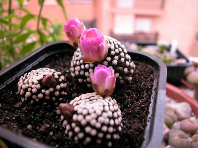 luethyiflor2.jpg