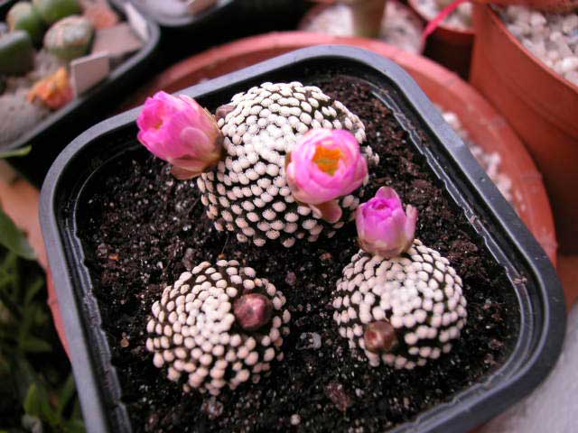 luethyiflor3.jpg