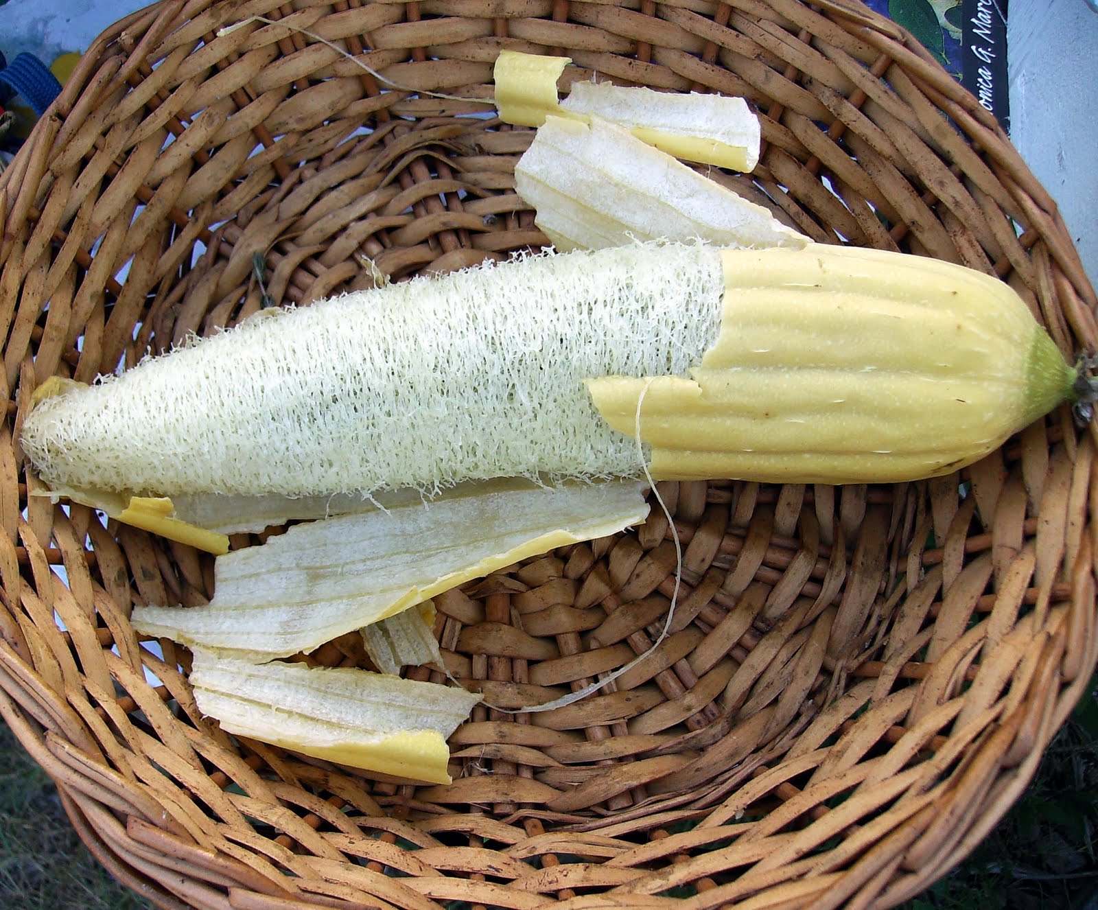 luffa.JPG