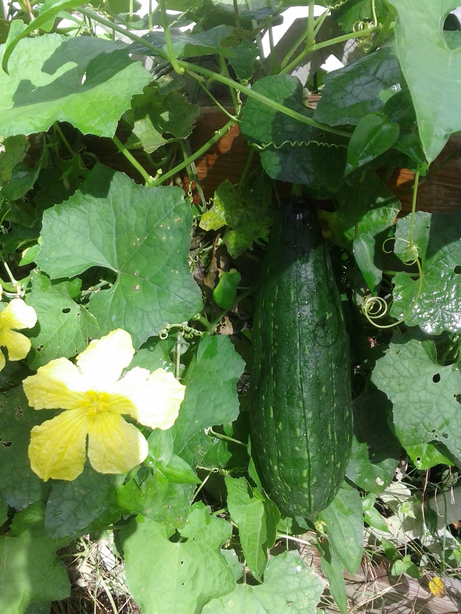 luffa1.jpg