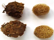 Luffa_BotMerkmale.jpg