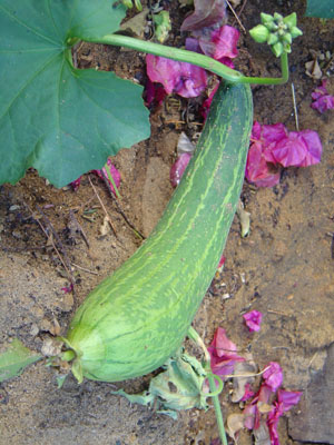 Luffa_cylindrica.jpg