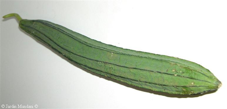 luffaacutangula.jpg