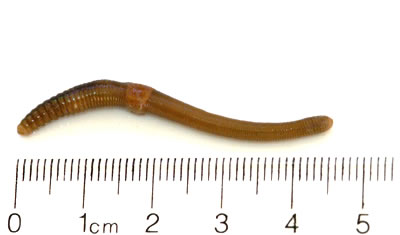 lumbricusrubellus.jpg