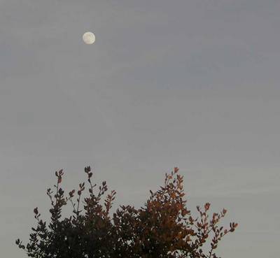 luna11.jpg