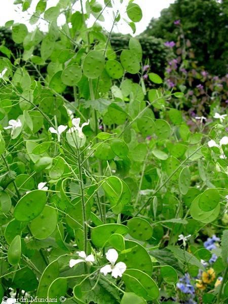 lunaria-1.jpg