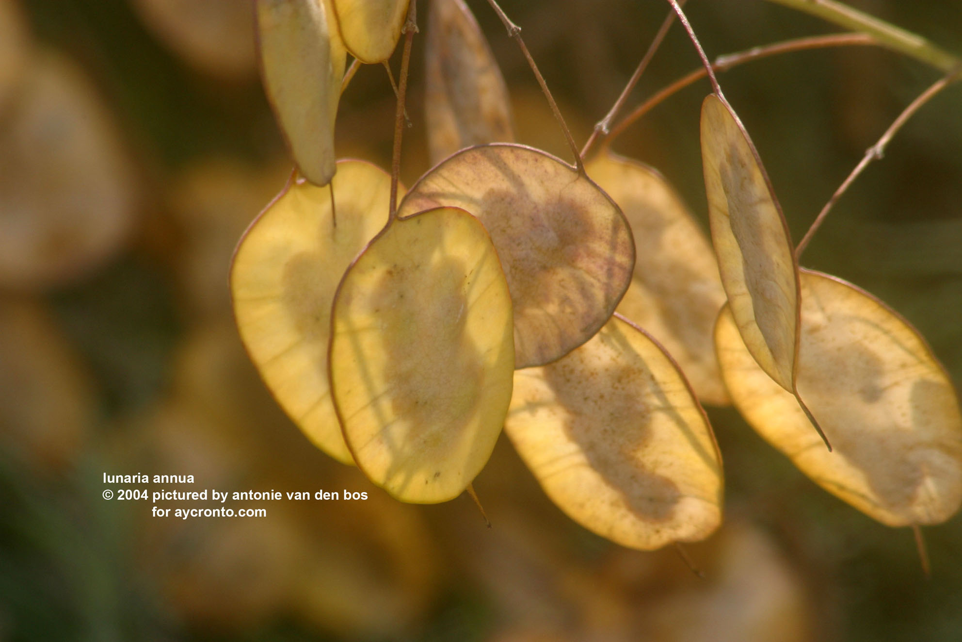 lunaria%20annua%2001%20(judaspenning).jpg