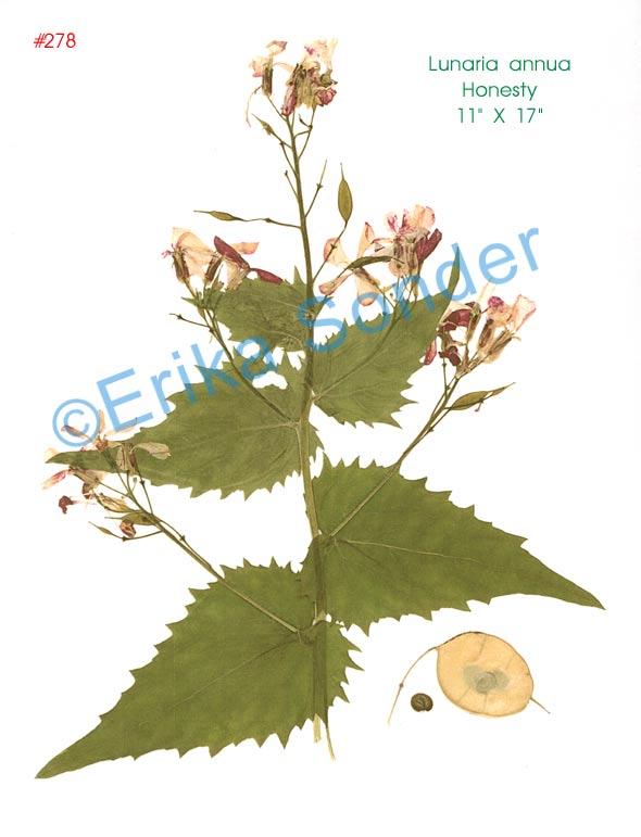 Lunaria-annua-2.jpg