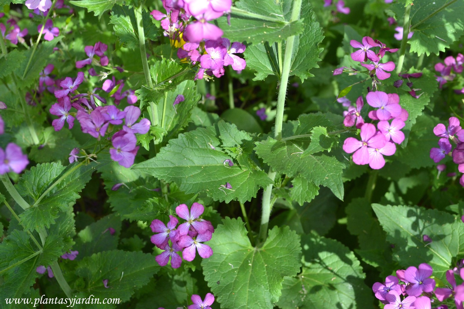 Lunaria-annua-detalle-del-follaje..jpg