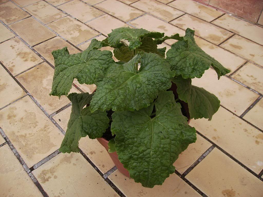 Lunaria.jpg