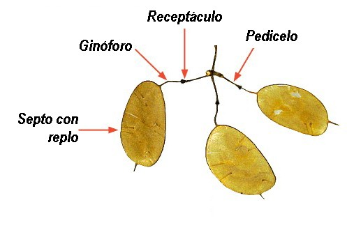 lunaria.jpg