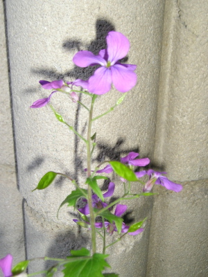 Lunaria_20Abril_07.jpg