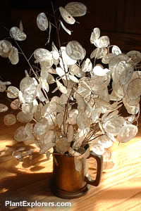 Lunaria_annua_03.jpg
