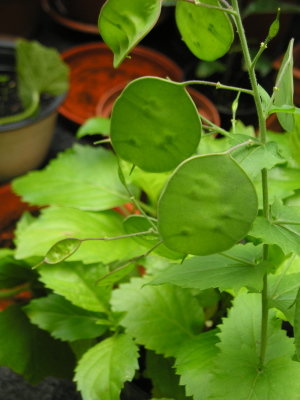Lunaria_annua_2_.jpg