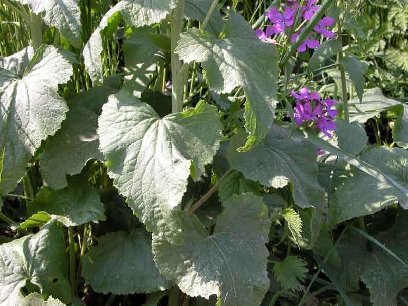 Lunaria_annuaFo.jpg