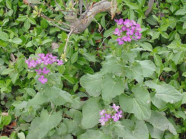 lunaria_flower.jpe