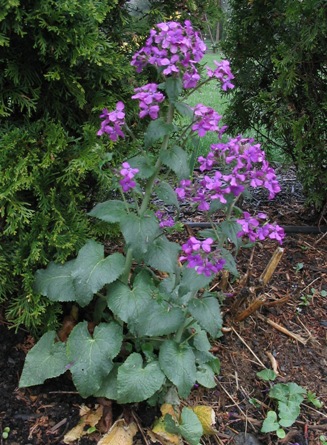 LunariaAnnua050423.jpg
