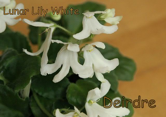 lunarlilywhite05.jpg