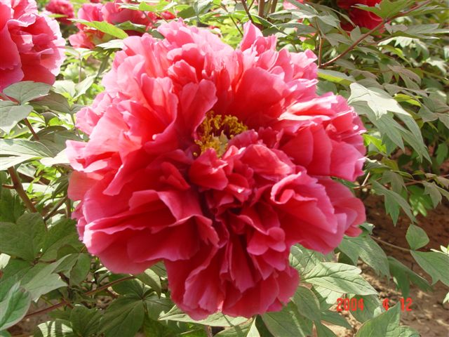 luoyang-red.peony.jpg