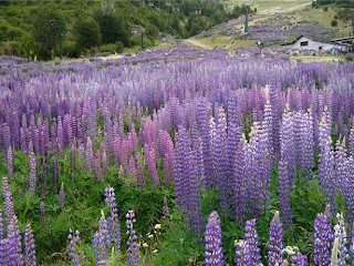 Lupinos.jpg