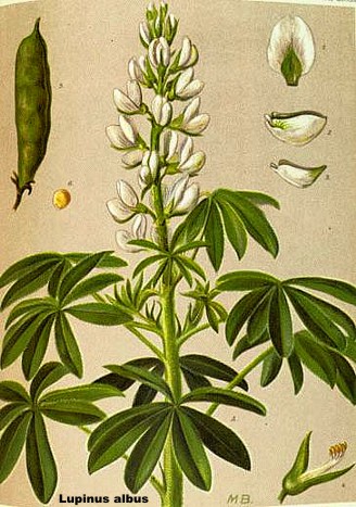Lupinus%20albus%20tavola.jpg