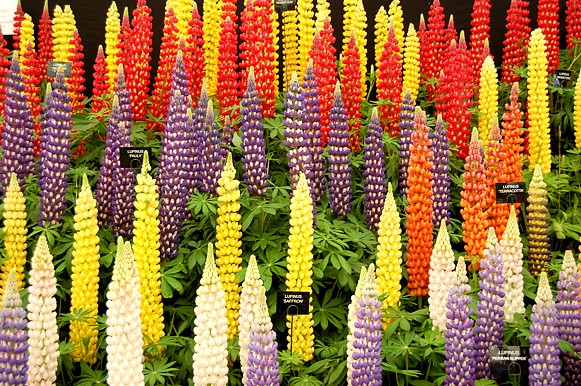 Lupinus%20polyphyllus%20ibridi.jpg